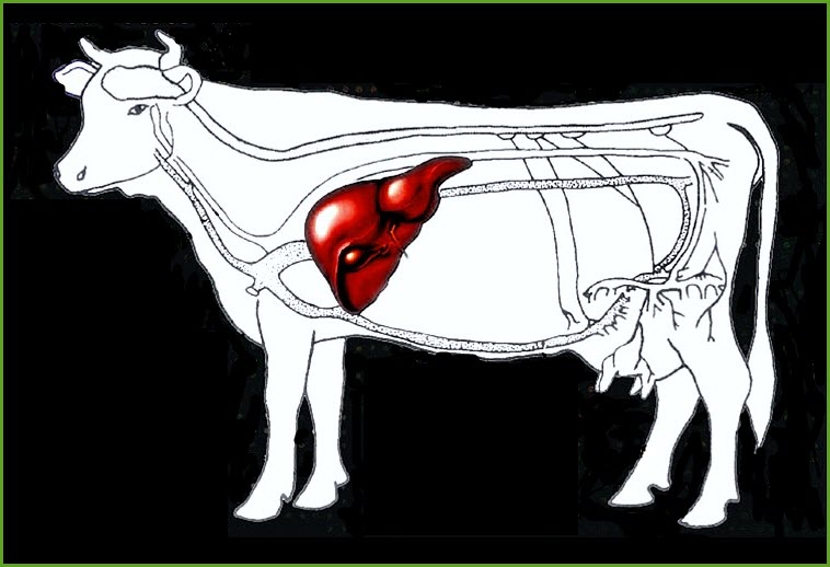 cow-liver