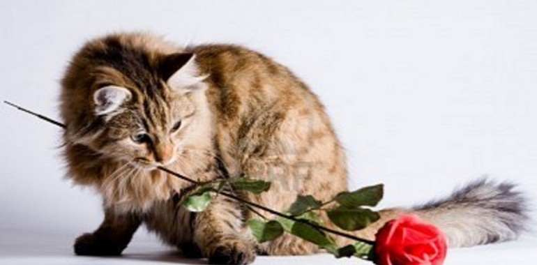 Valentijnsactie Castratie en Sterilisatie en Chipactie voor katten