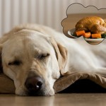 dog-diet-turkey