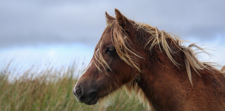 Jaarlijks bloedonderzoek bij paarden, draagt bij aan een optimale gezondheid